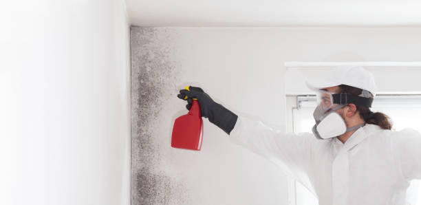 Best Local Mold Removal Service  in Half Moon Bay, CA