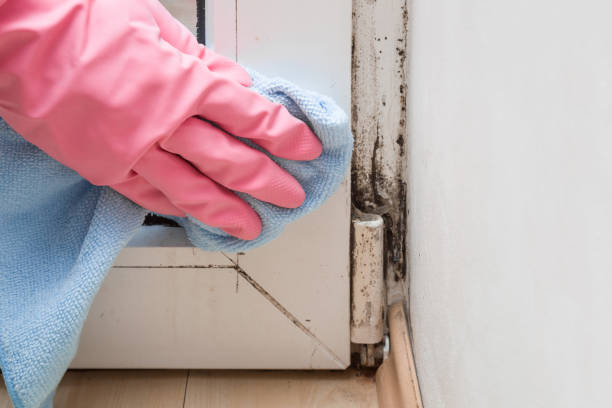 Best Professional Mold Removal  in Half Moon Bay, CA